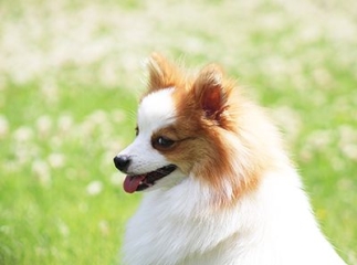 Spitz allemand